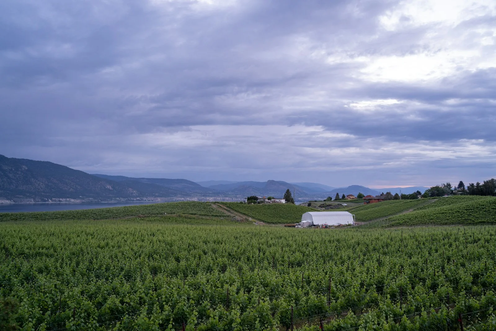Vineyard and Okanagan Lake viewed from the Kettle Valley Railway Trail near Penticton